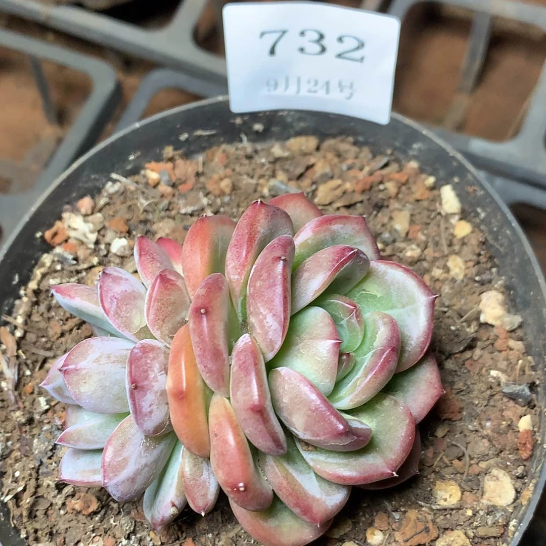 【闪购商品】云732
