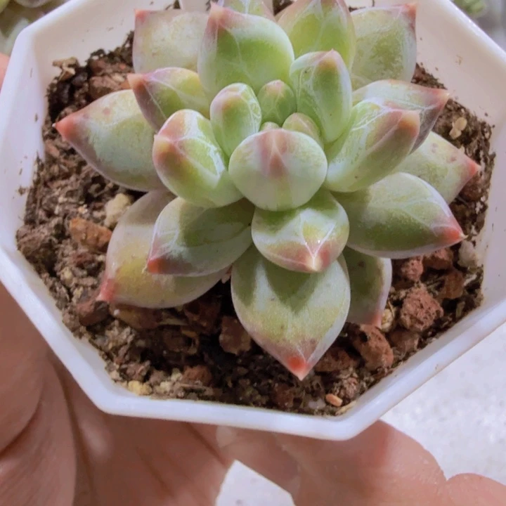 幻影美人王炸一颗