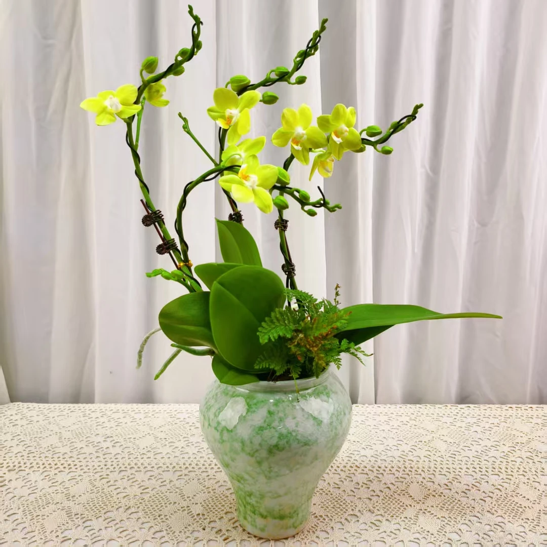 国华优选【台大微笑】蝴蝶兰轻奢绿植花卉艺术高级盆栽植株很好养