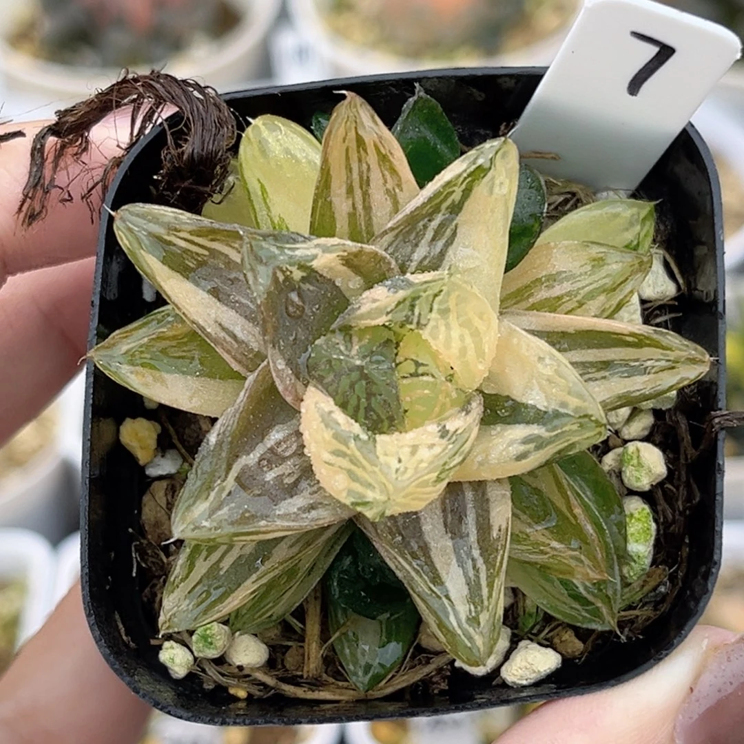 7马琳玉露锦福利专场