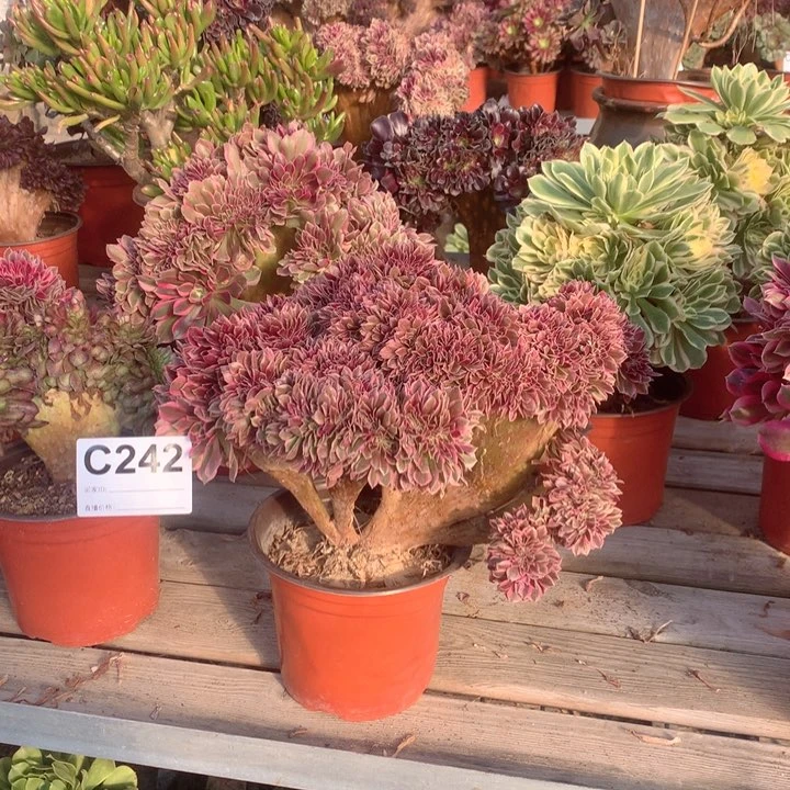 242 女神缀多肉法师