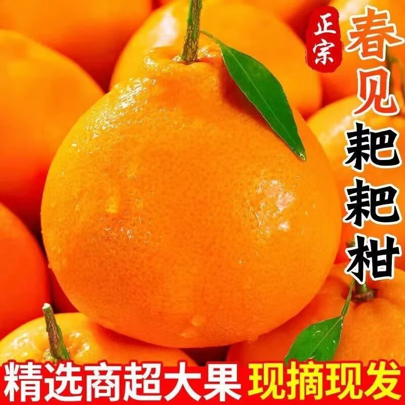 正宗四川蒲江春见耙耙柑橘子粑粑柑丑橘应季新鲜水果