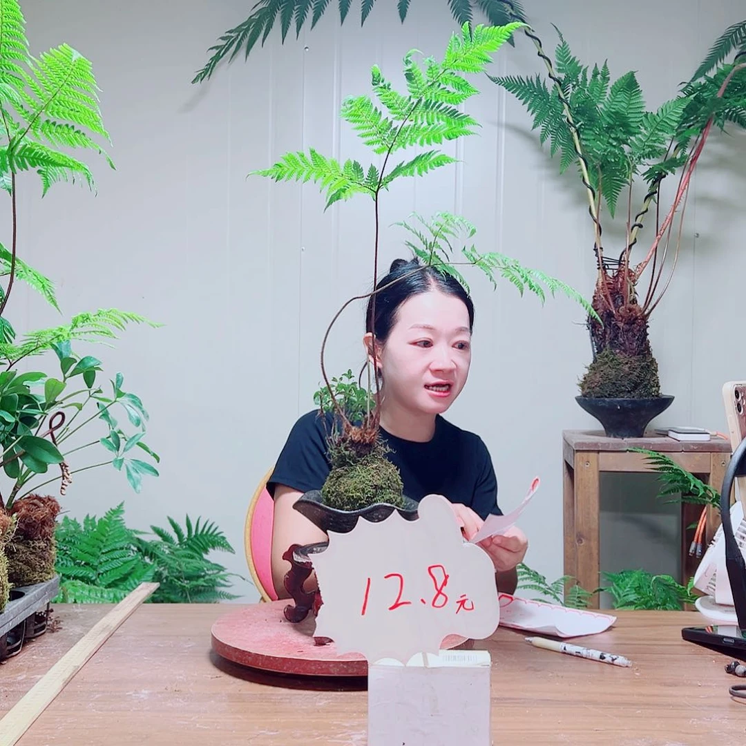 无花朵梦金丝虹鳞蕨
