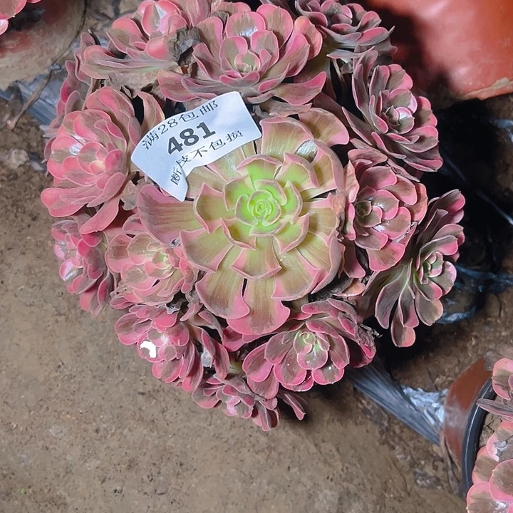 481爱神多肉植物保护