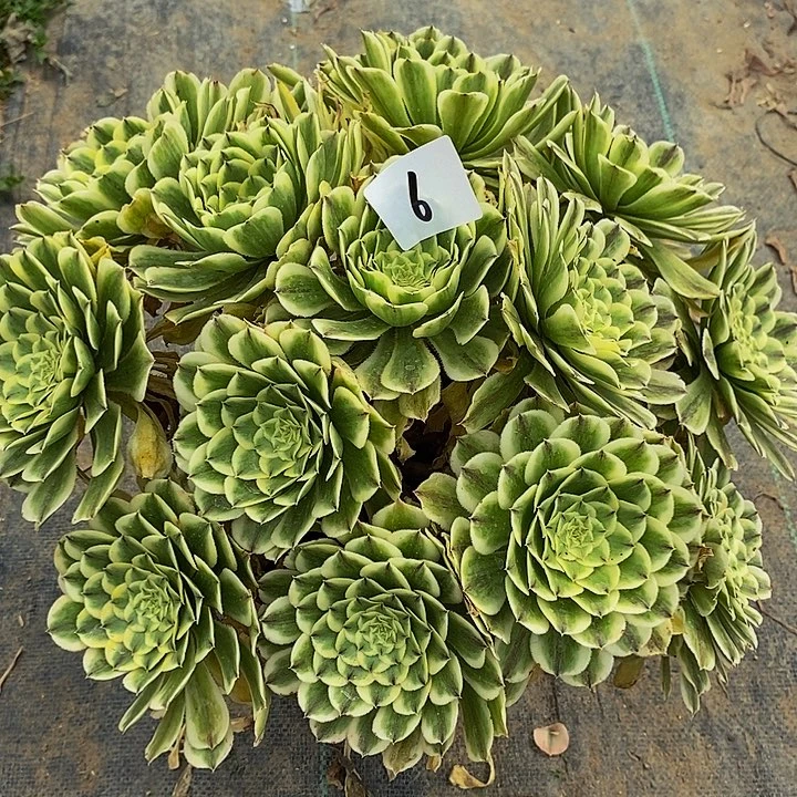 6号碧浪多肉法师25.8