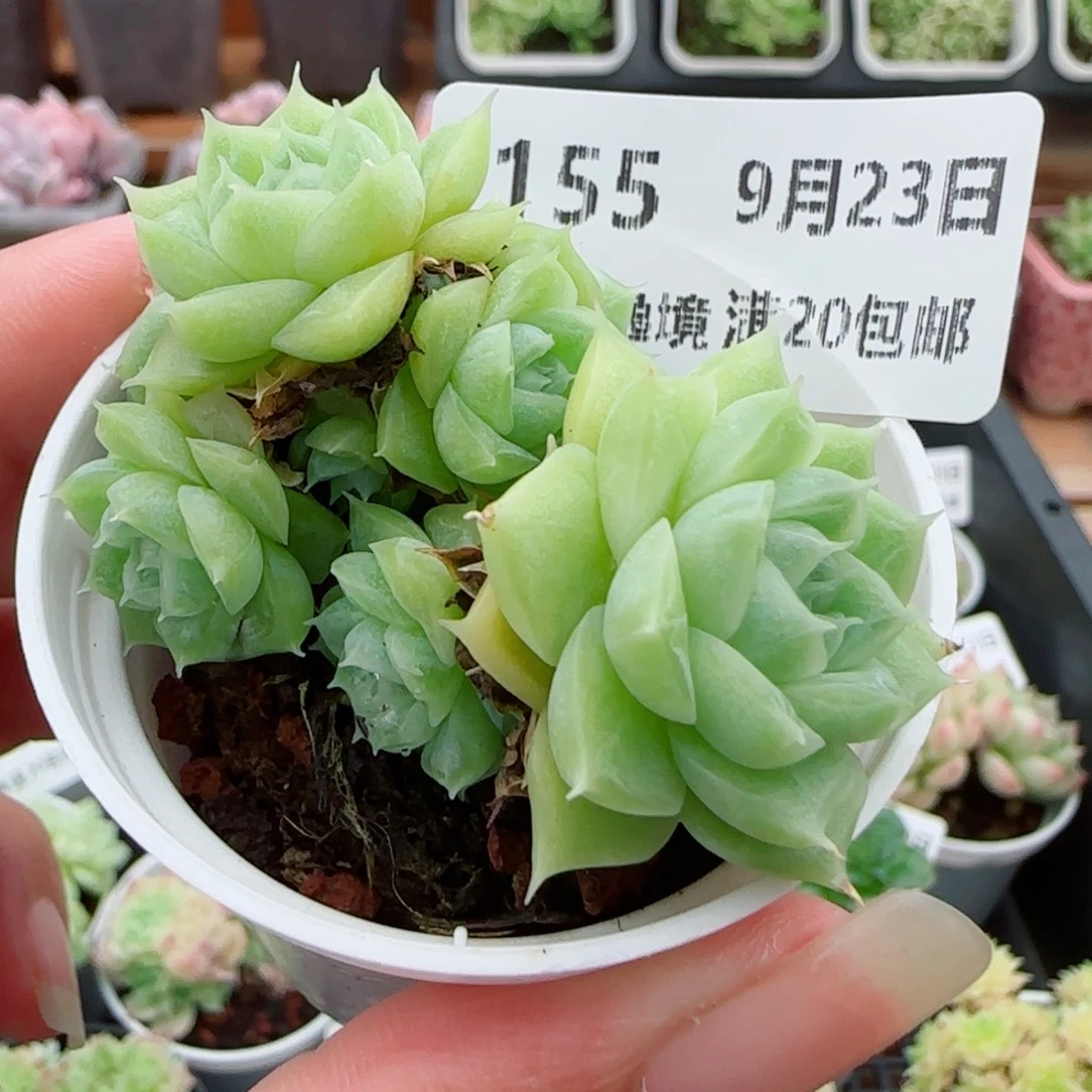 花语逸镜0923-155散