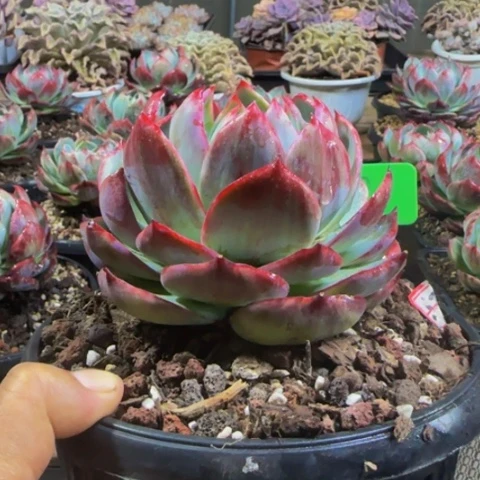 组合套餐编号22号