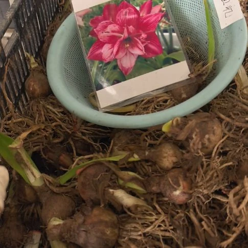 当前无花朵，栽培后可花朵回忆5厘米裸根球