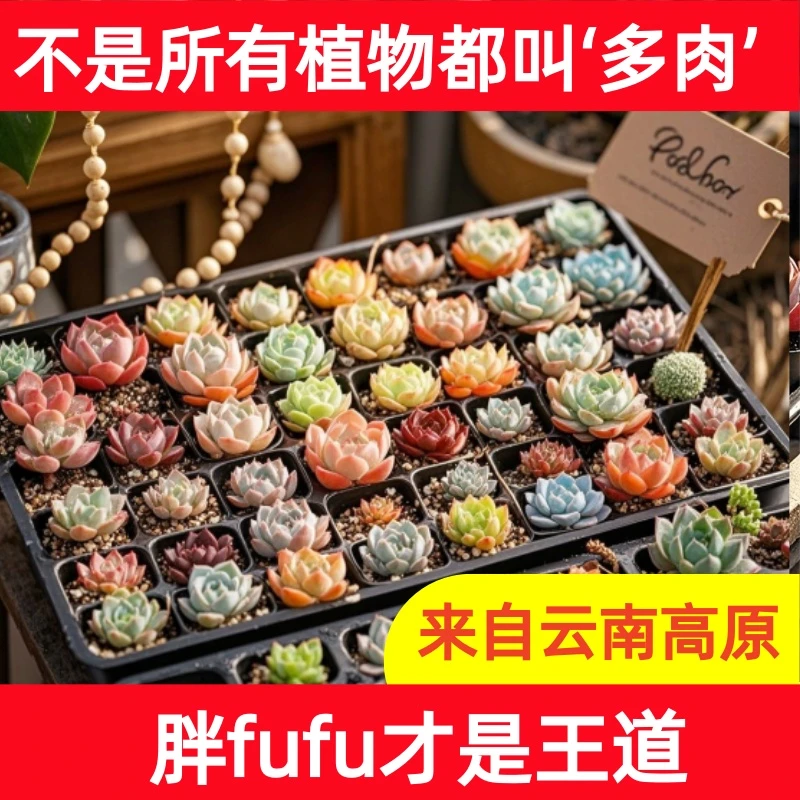 【新手小多肉】300-399号  多肉植物云南丽江精控精养新手套餐组合