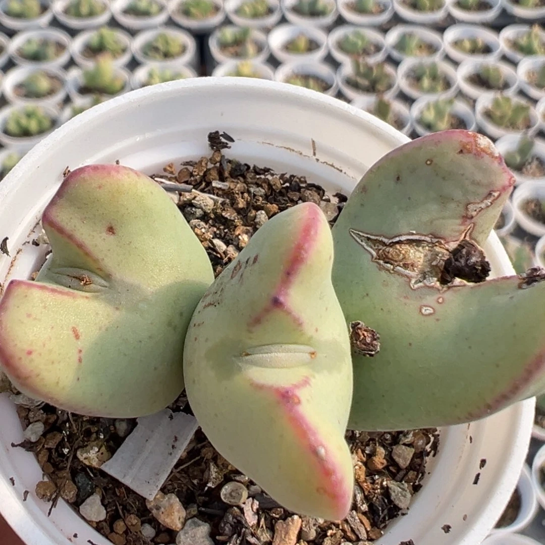 69多肉植物百科知识