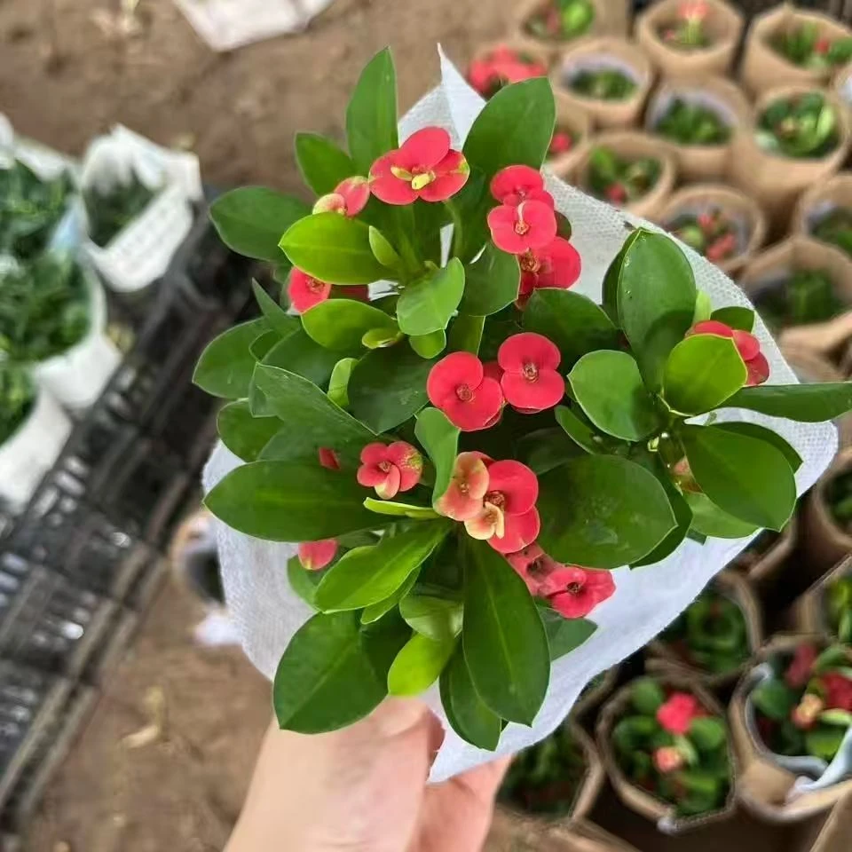 老桩虎刺梅铁海棠四季开花好养盆栽花卉净化空气办公室阳台室绿植