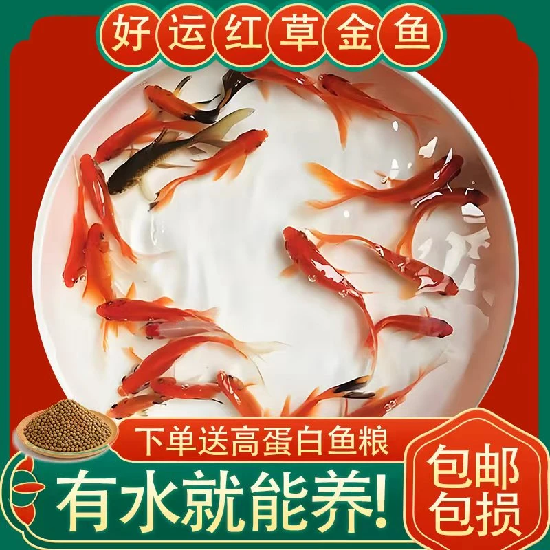 2号链接【6-8厘米】20条大尺寸冷水观赏草金鱼好养耐活