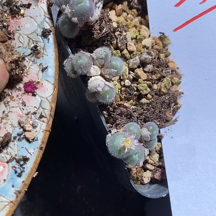 2317。  一群大。毛球