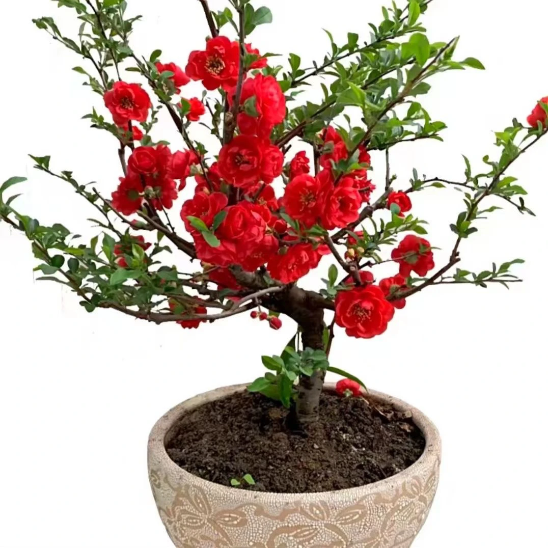 长寿冠海棠花四季开花室内室外盆栽花卉庭院观赏植物