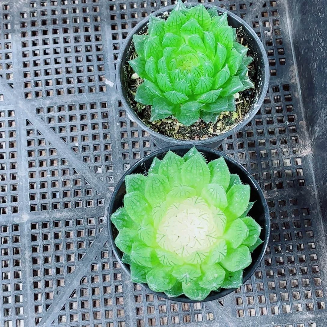 宝莲灯樱水晶玉露