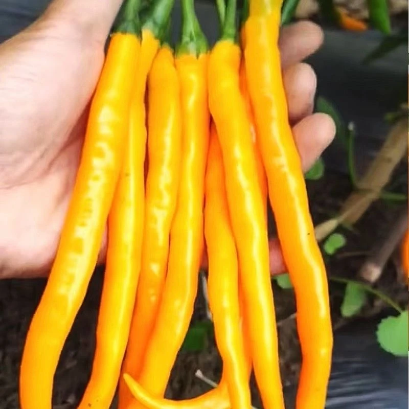 黄线椒孑辣椒线椒种籽薄皮高产早熟黄色四季蔬菜种子阳台盆栽籽种