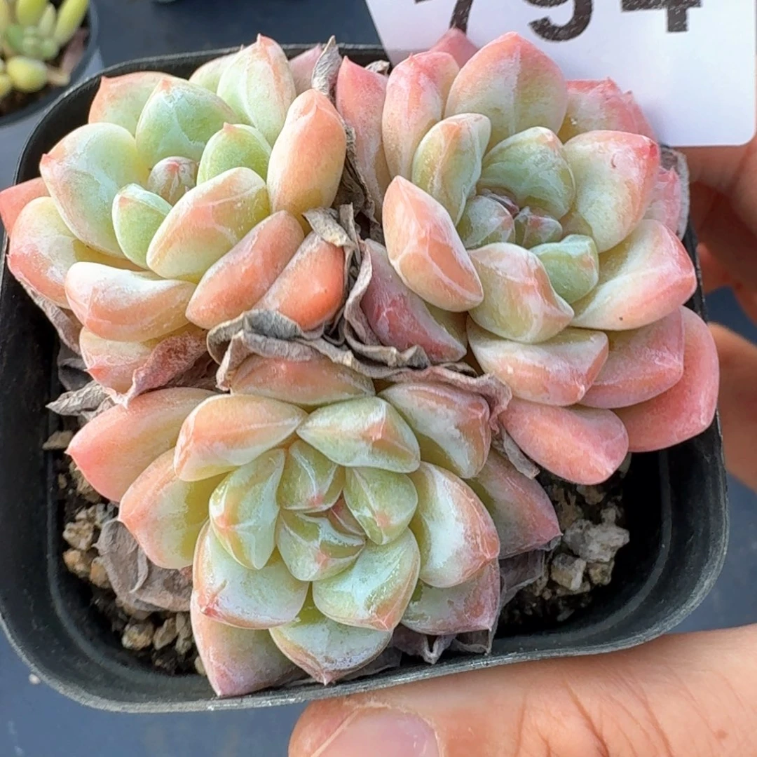 太妃糖优选            精美多肉植物