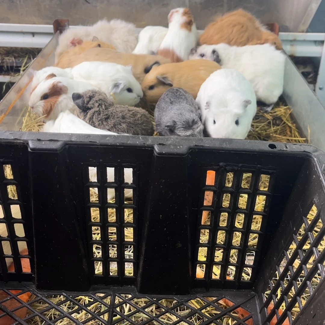 豚鼠奶黄逆毛弟弟可爱