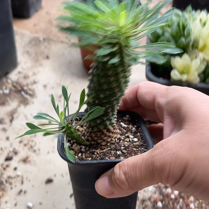 无花朵铁甲麒麟一物一拍