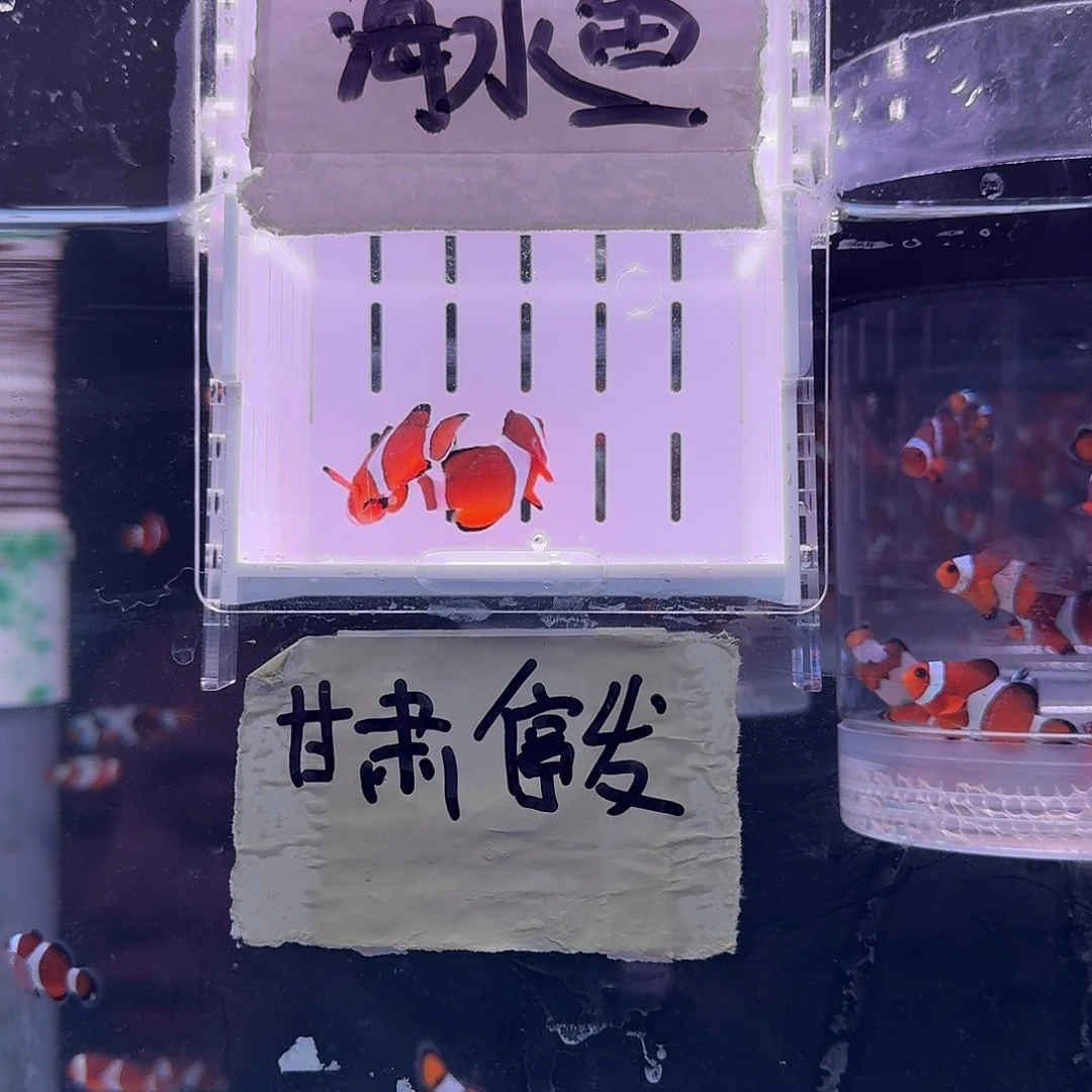 海水鱼4.5+精品黑边公子一对