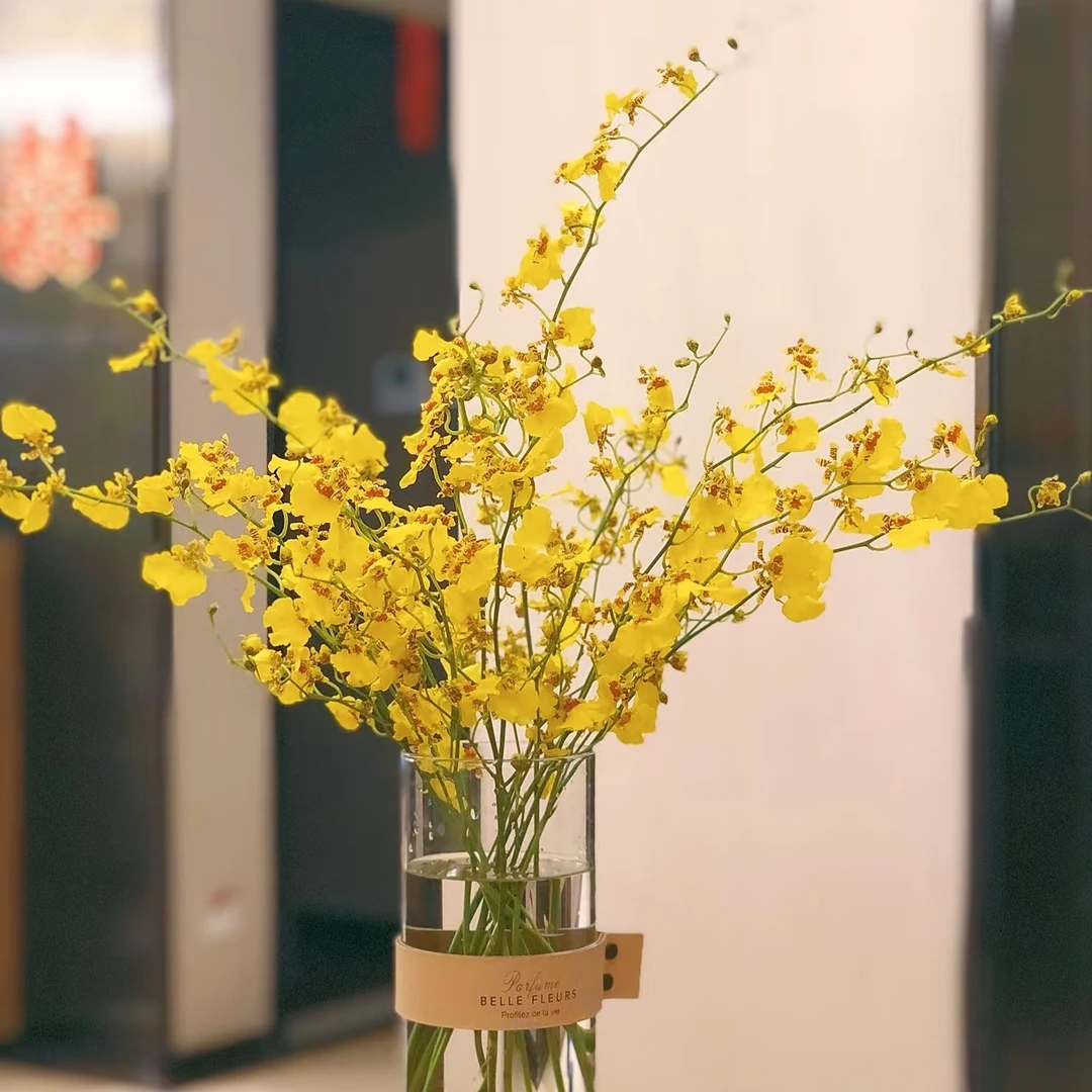 高端跳舞兰一扎花期特别长高档配花家养水养云南鲜花