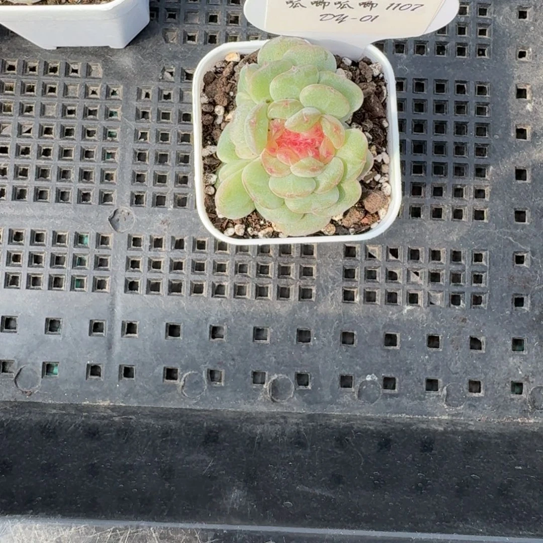 来***翅1107-1-汉白玉缀化一颗