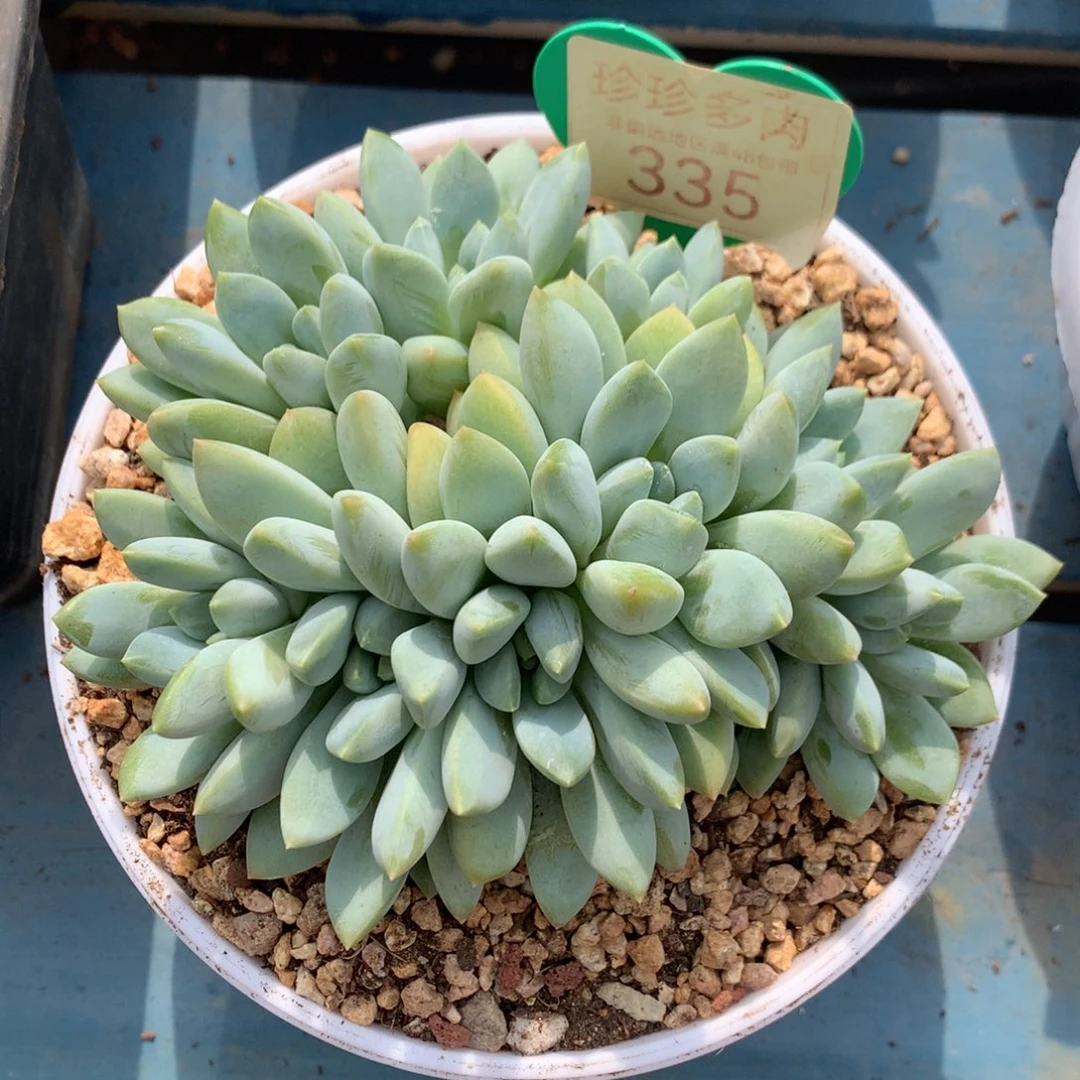 宽叶奶糖无砍平头335