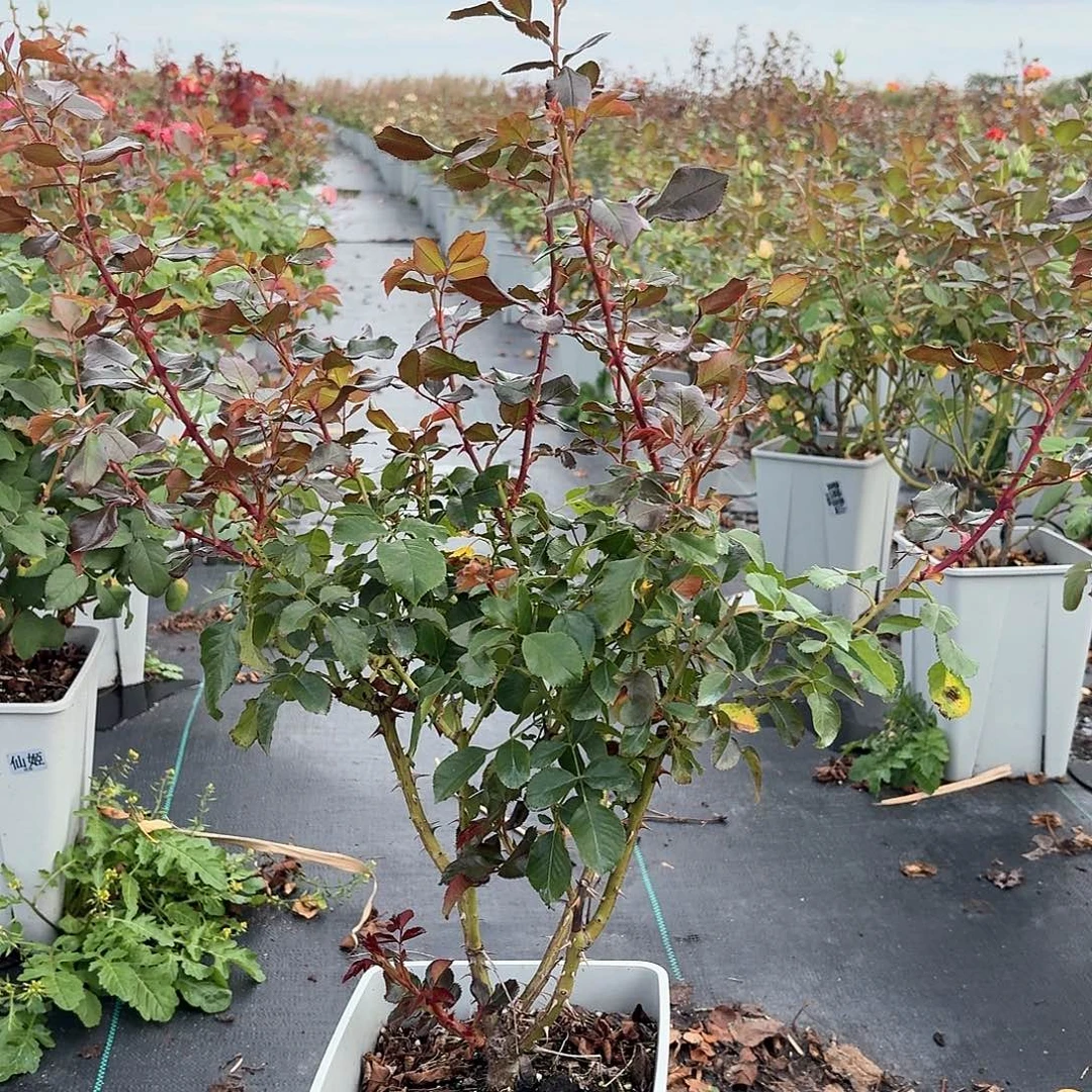 当前无花朵，栽培后可花朵212