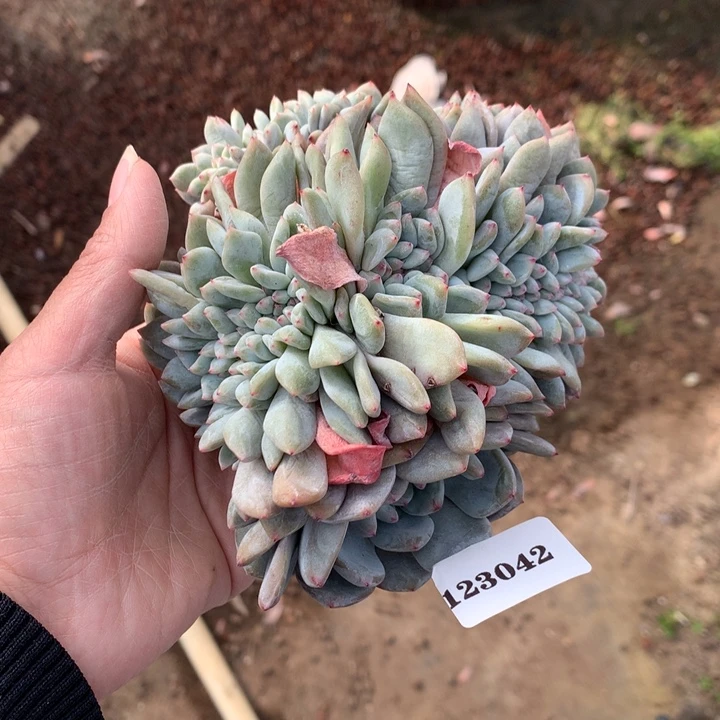 123042缀嗯嗯嗯嗯嗯嗯好