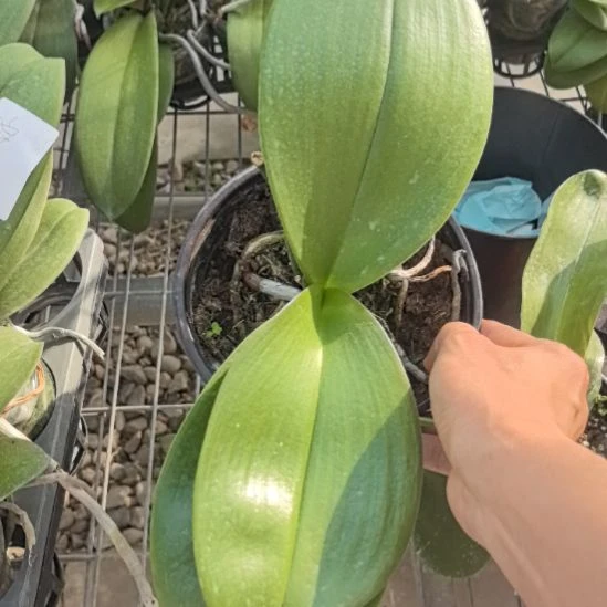 当前无花栽培后可以开花