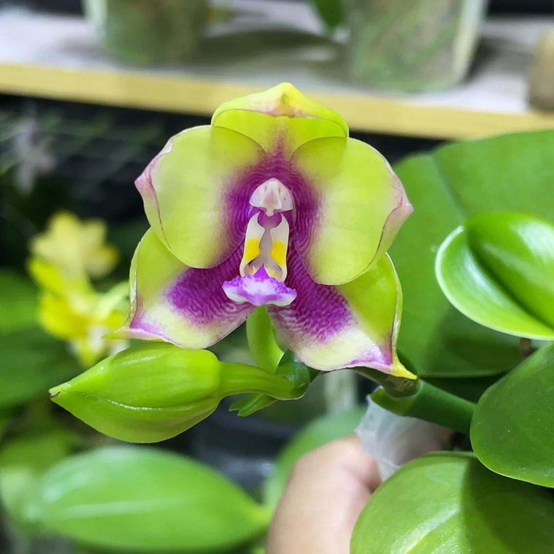 完全开放弥陀公主彩虹