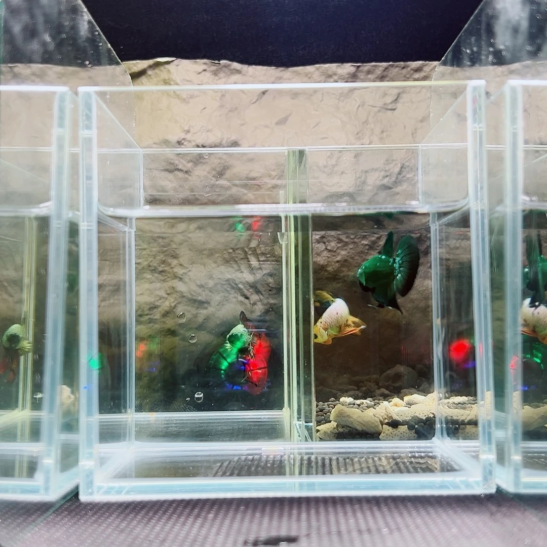 海胆精品精品精品