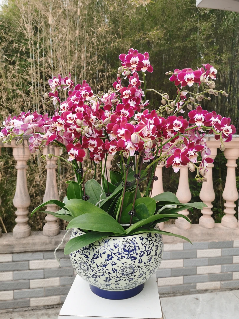 蝴蝶兰【欧品星空】小花型蝴蝶兰盆栽室内绿植