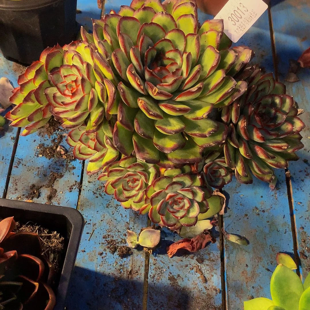 在***伱    肉酱玫瑰多肉30013