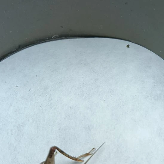 天津雷霆份房精品冬虫