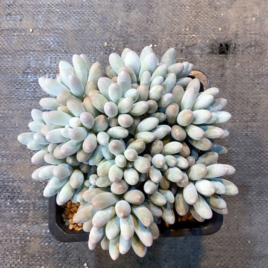 幸***自然群是世界级分布最大地区