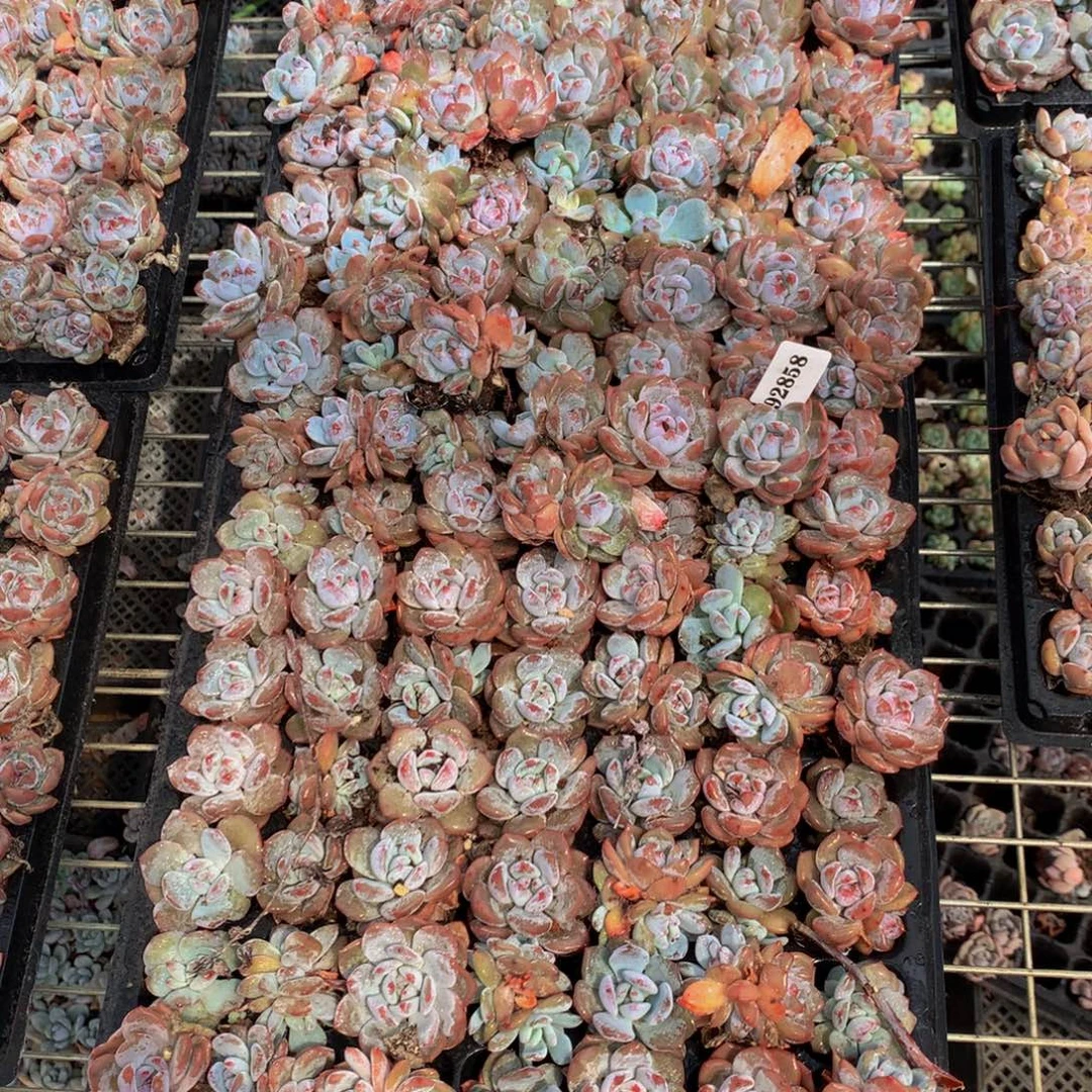 92858一整盘100个左右嗯嗯嗯嗯嗯嗯