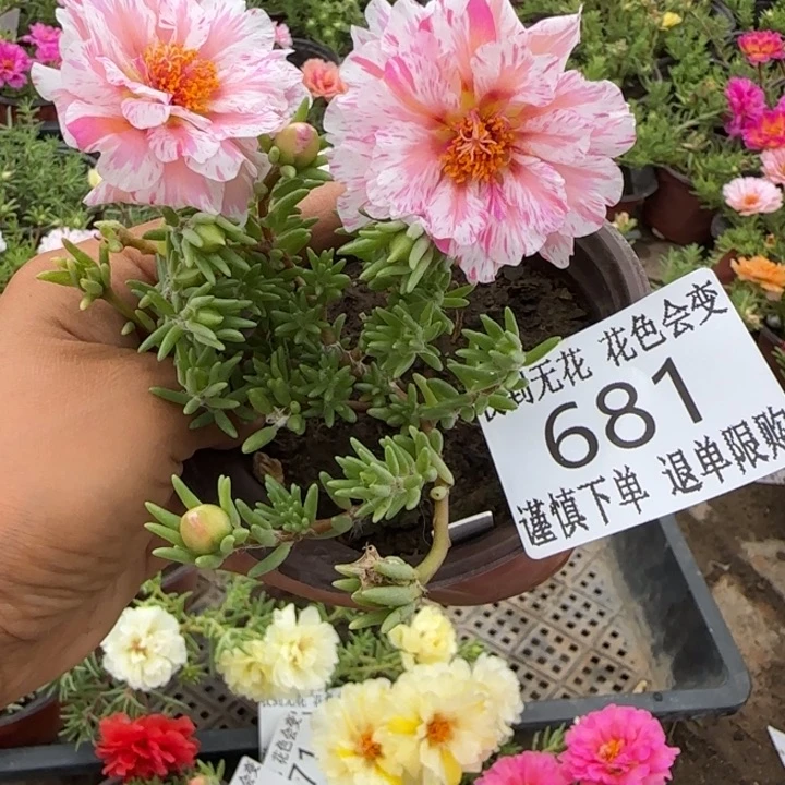 无花朵681超小苗盆口10cm