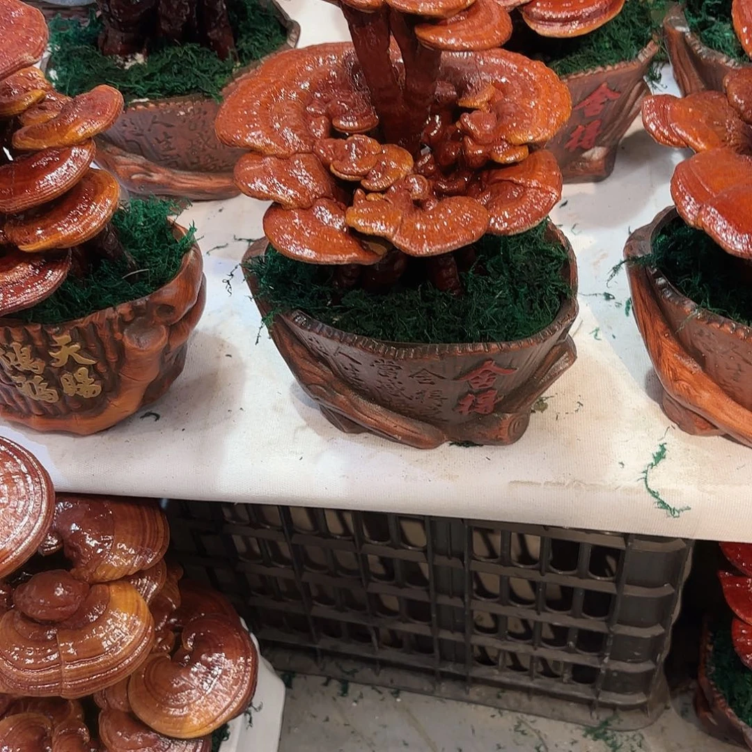 无花朵灵芝588888888888888888