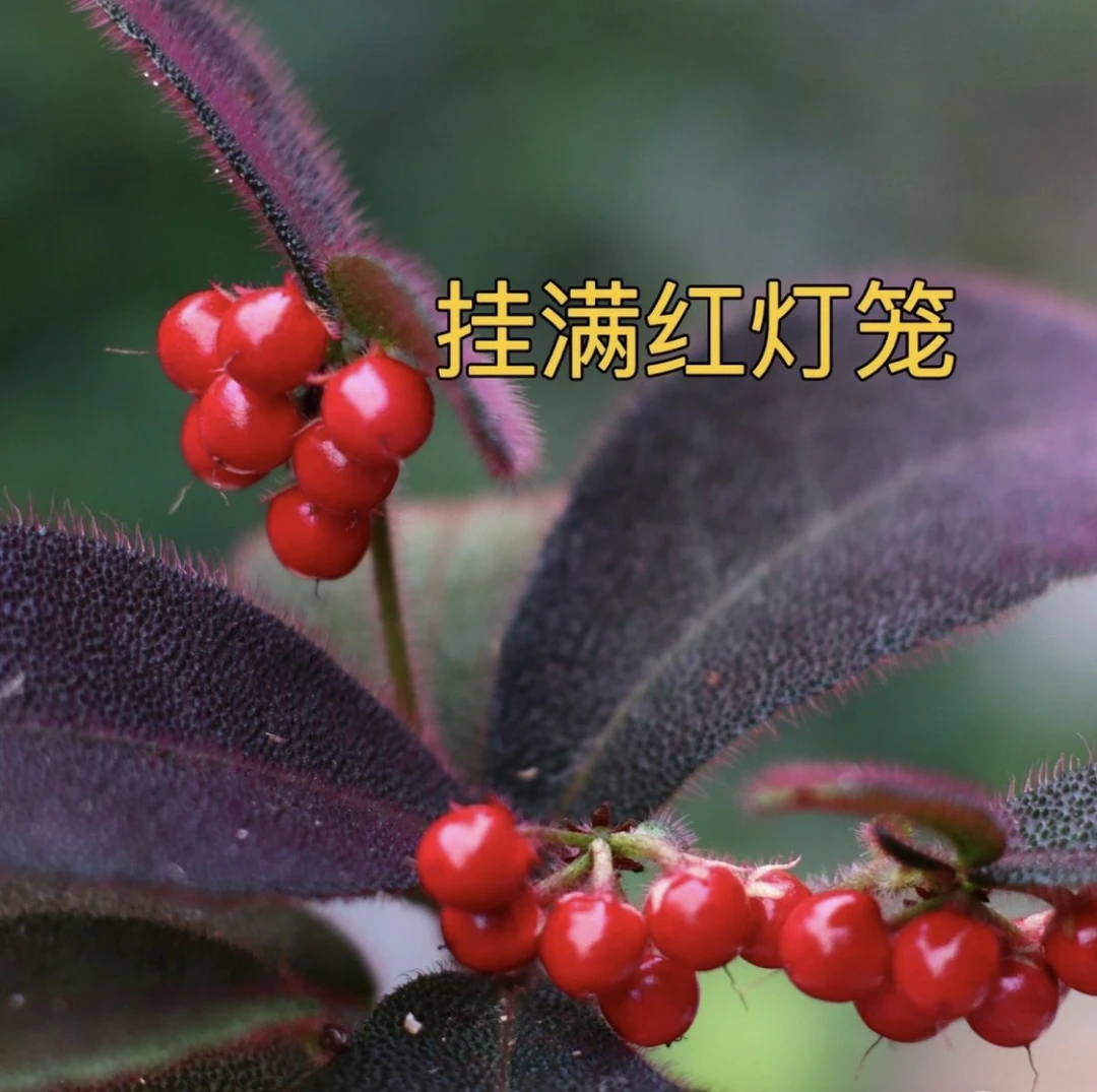 虎舌红名贵药材室内精品绿植桌面小茶宠好养易活