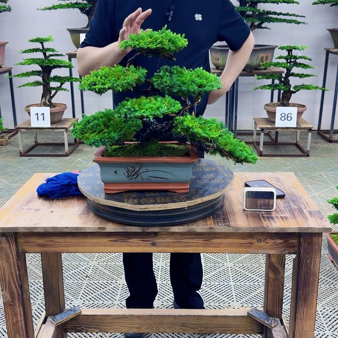 无花朵柏树造型盆景