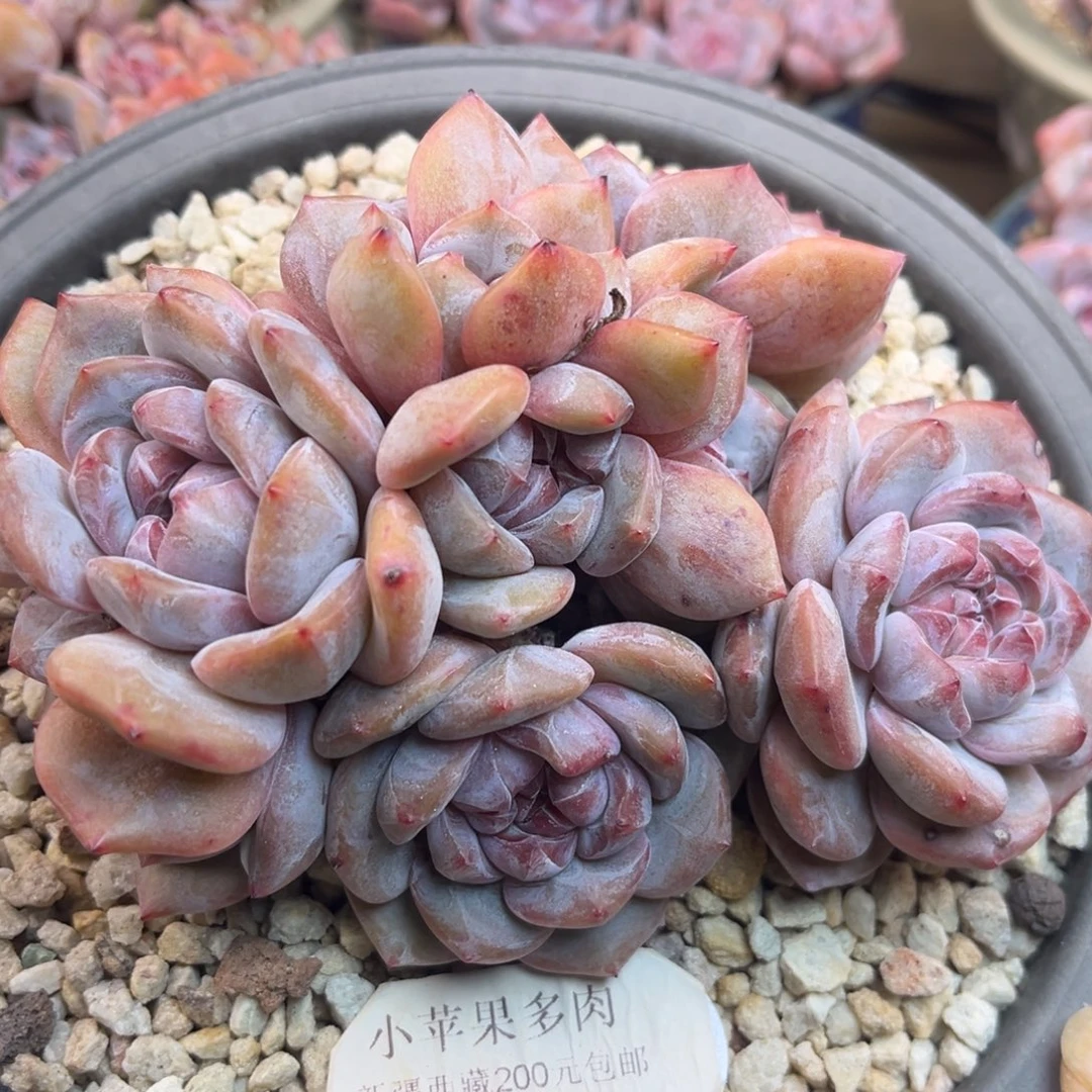 绿底紫心329/16cm8头