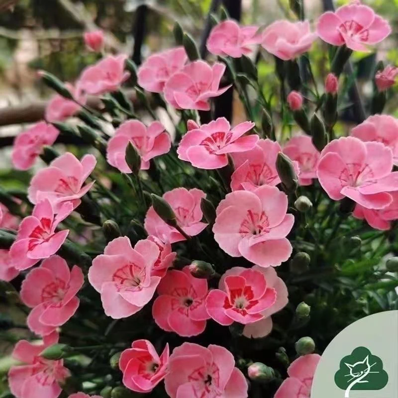 蜜桃派石竹花苗盆栽四季耐寒耐旱庭院园林花园绿化矮杆阳台懒人