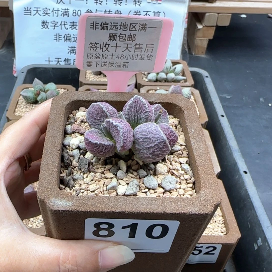 810哈莫猪肝多肉植物