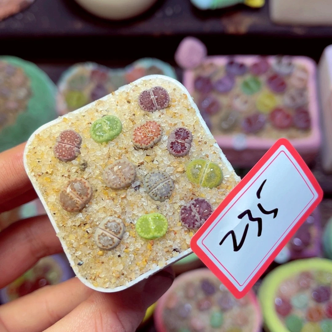 235生石花带盆发1