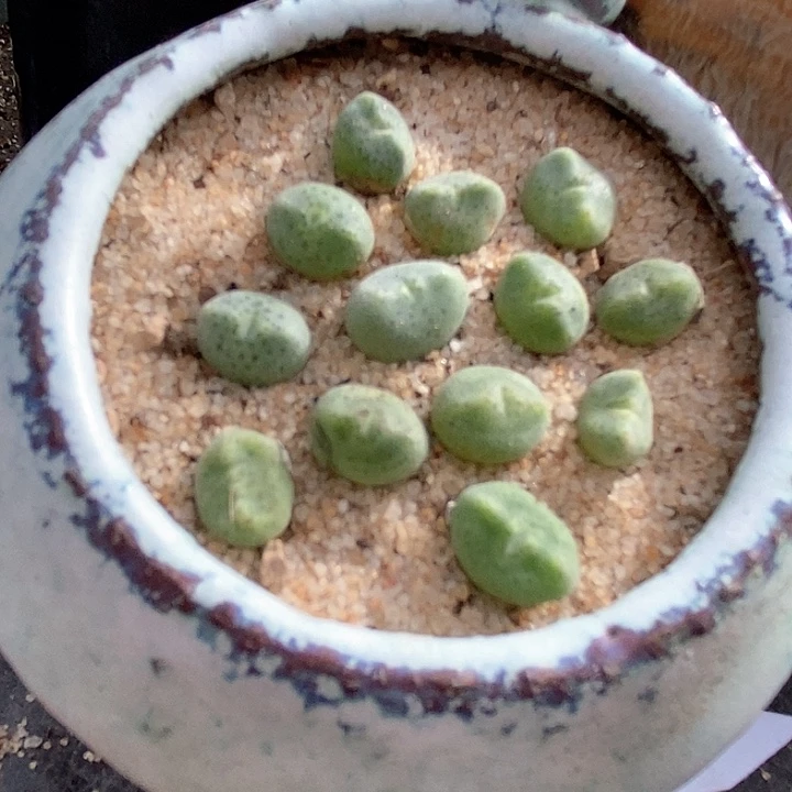 25534绿豆糕 一颗