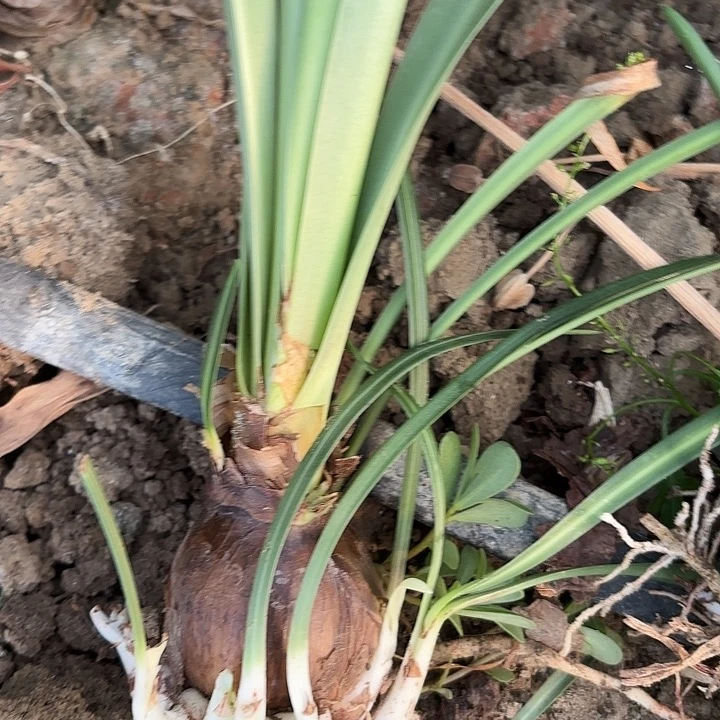 无花朵肋线火凤凰清棚福利