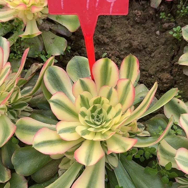 秋***霏4-114香妃多肉法师