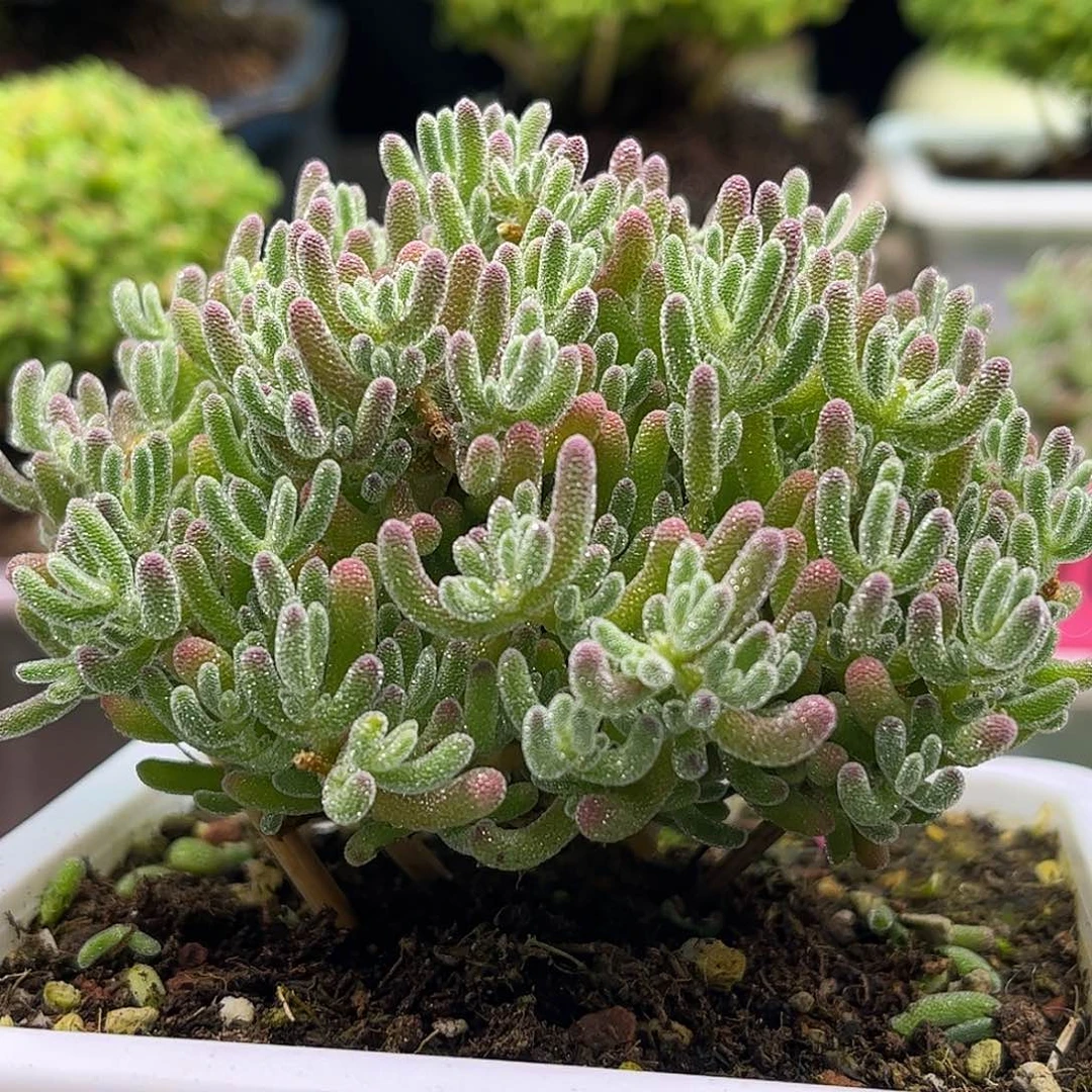 冰晶枝干番杏优秀