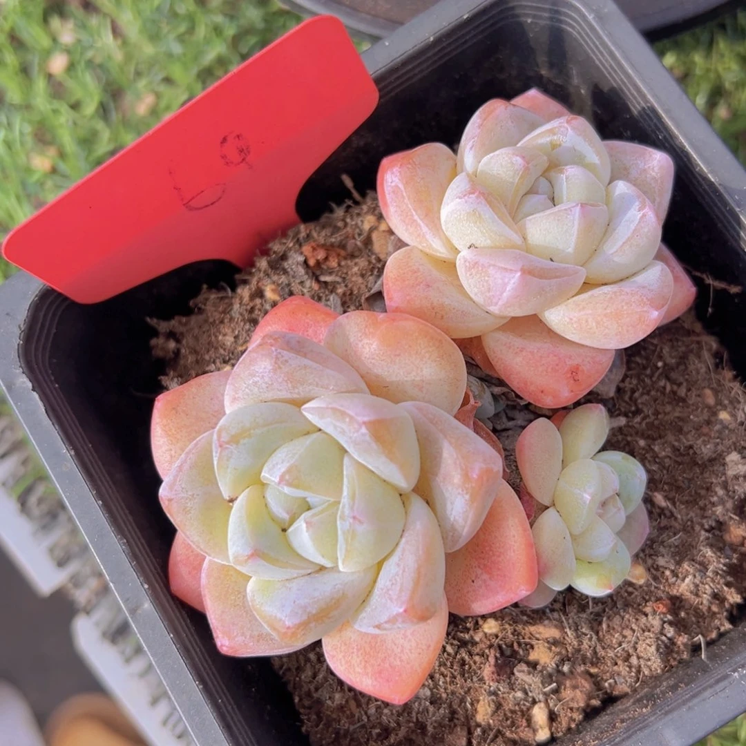 香玉的故事是一个人的